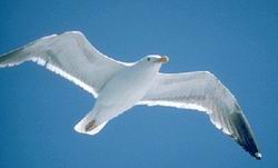El vuelo del albatros en libertad